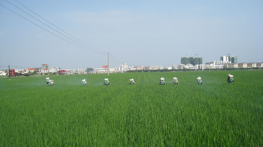 水稻两迁害虫大面积防控示范.JPG